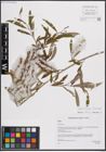 Foto von Salix excelsa S. G. Gmel.